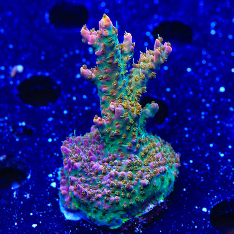 CC Voodoo Majick Acropora Coral