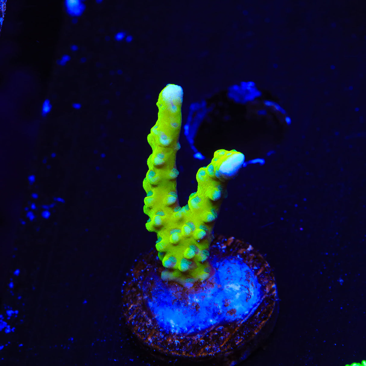 CB The Thing Anacropora Coral