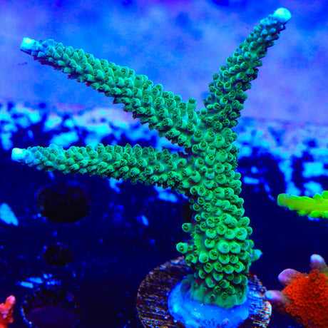 TSA Aquamarine Acropora Coral