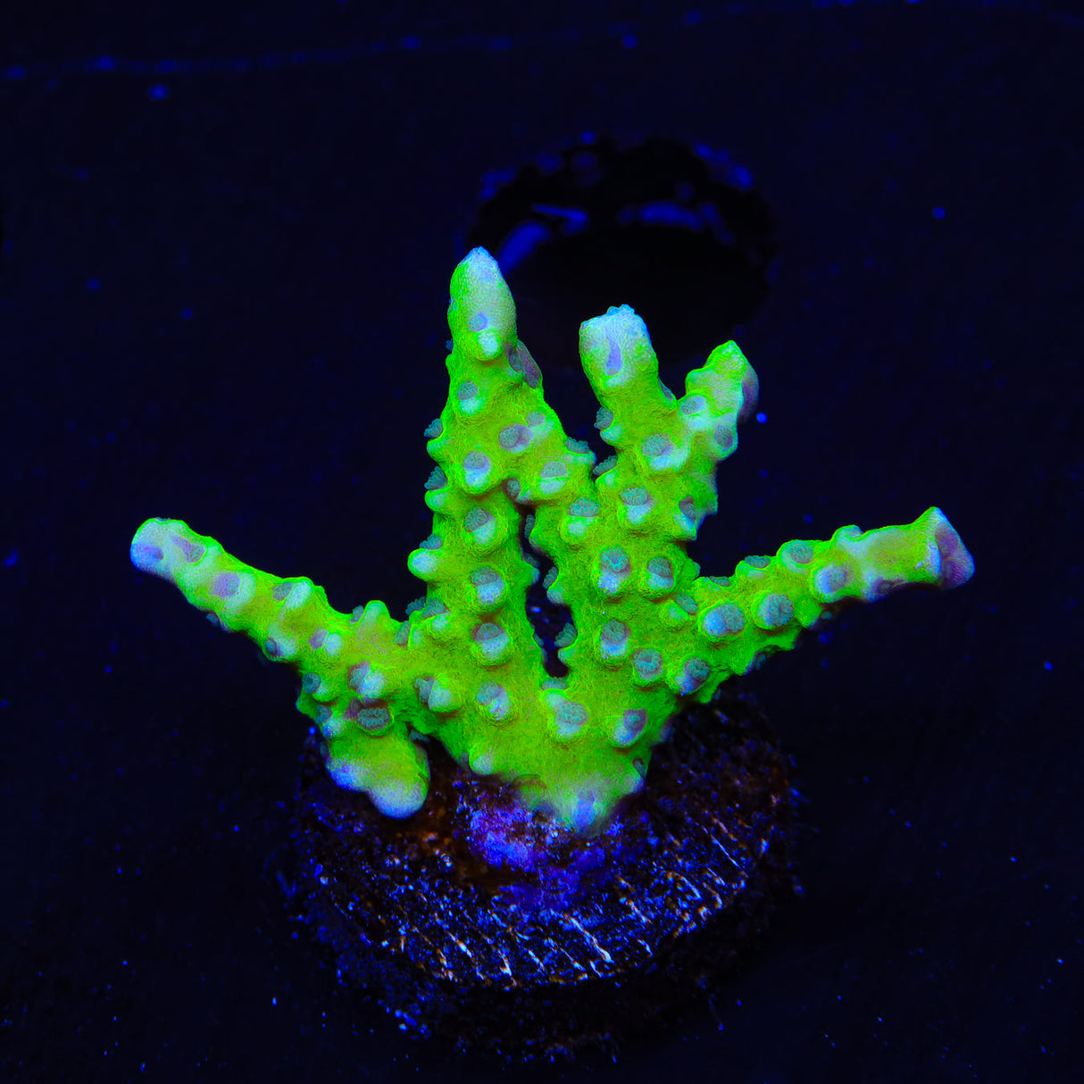 CB The Thing Anacropora Coral - Top Shelf Aquatics