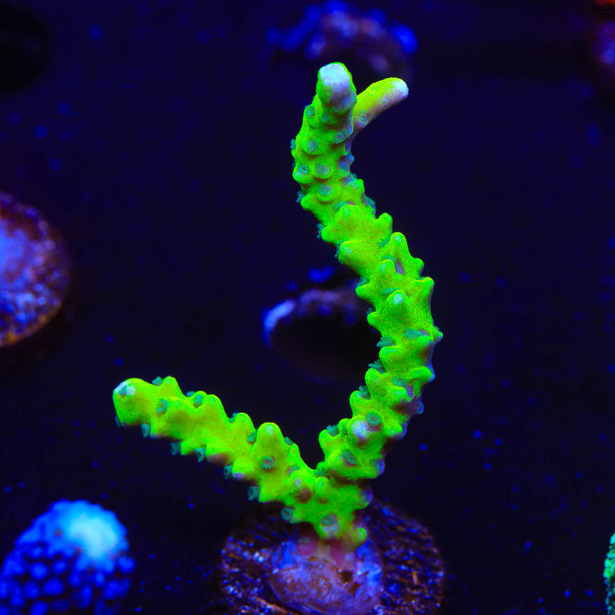 CB The Thing Anacropora Coral