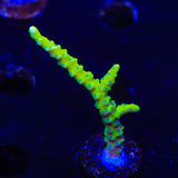 CB The Thing Anacropora Coral