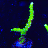 CB The Thing Anacropora Coral