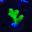 Neon Green Hydnophora Coral - Top Shelf Aquatics