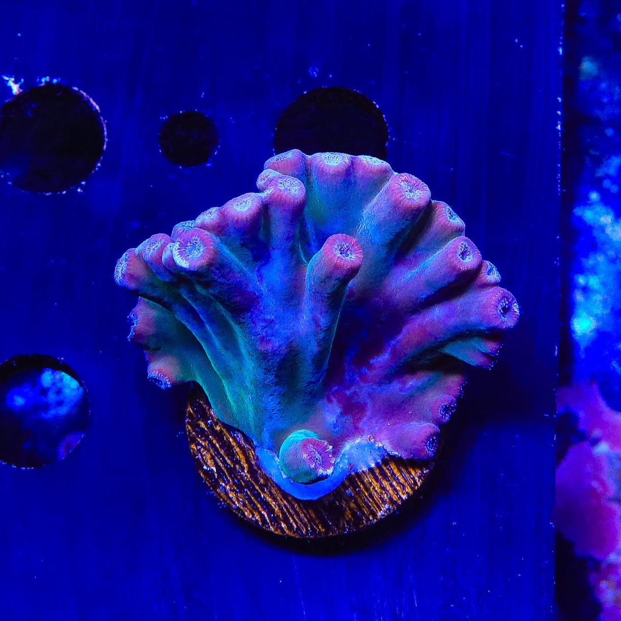 TSA Emerald Branching Turbinaria Heronensis Scroll XL Frag Coral