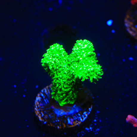 Neon Green Branching Hydnophora Coral