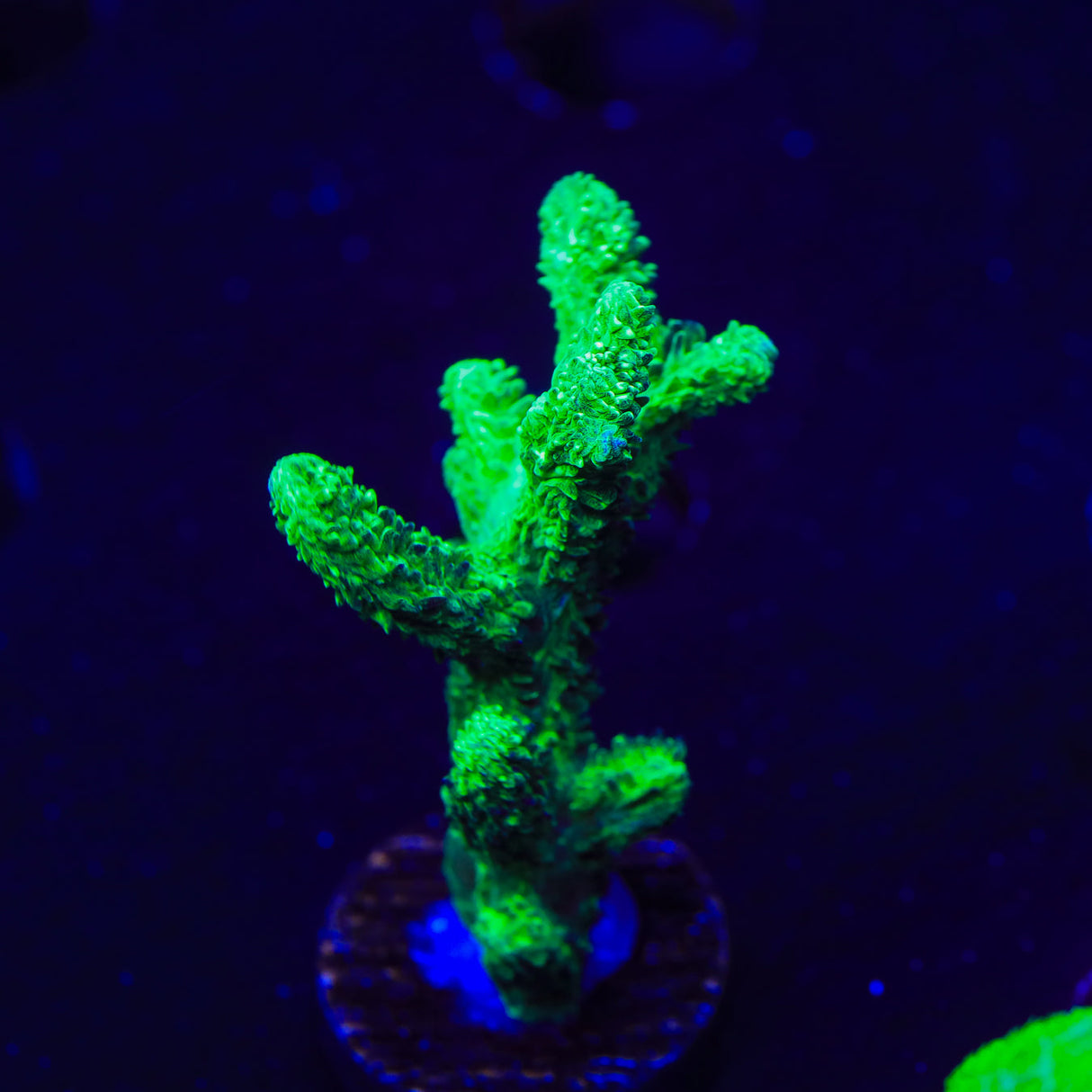 Mystic Sunset Montipora Coral