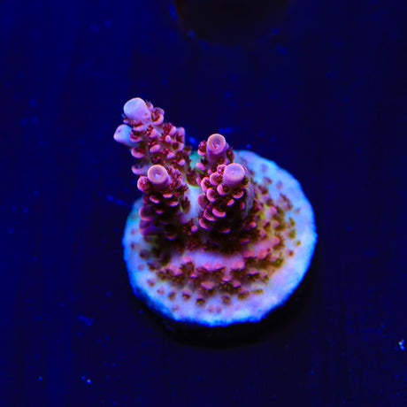 TSA Optimus Prime Acropora Coral