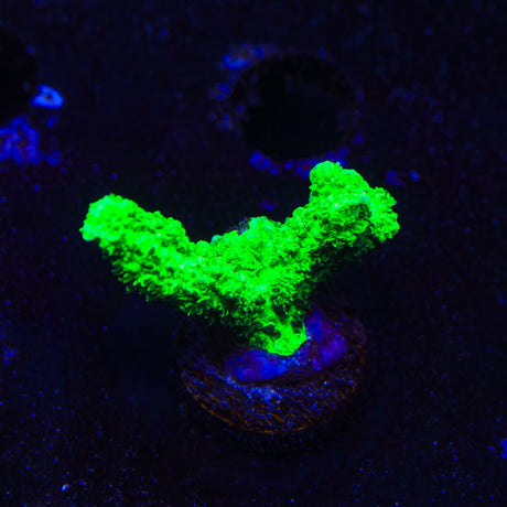 Neon Green Hydnophora Coral