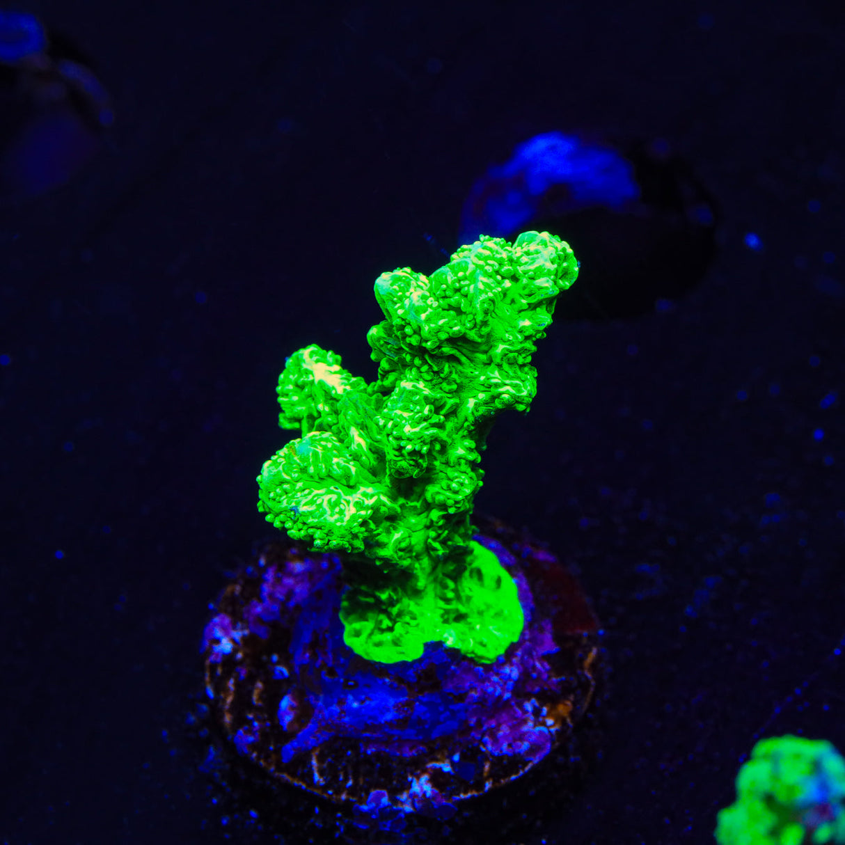 Neon Green Branching Hydnophora Coral - Top Shelf Aquatics