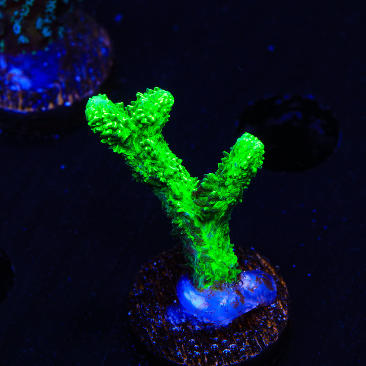 Neon Green Branching Hydnophora Coral