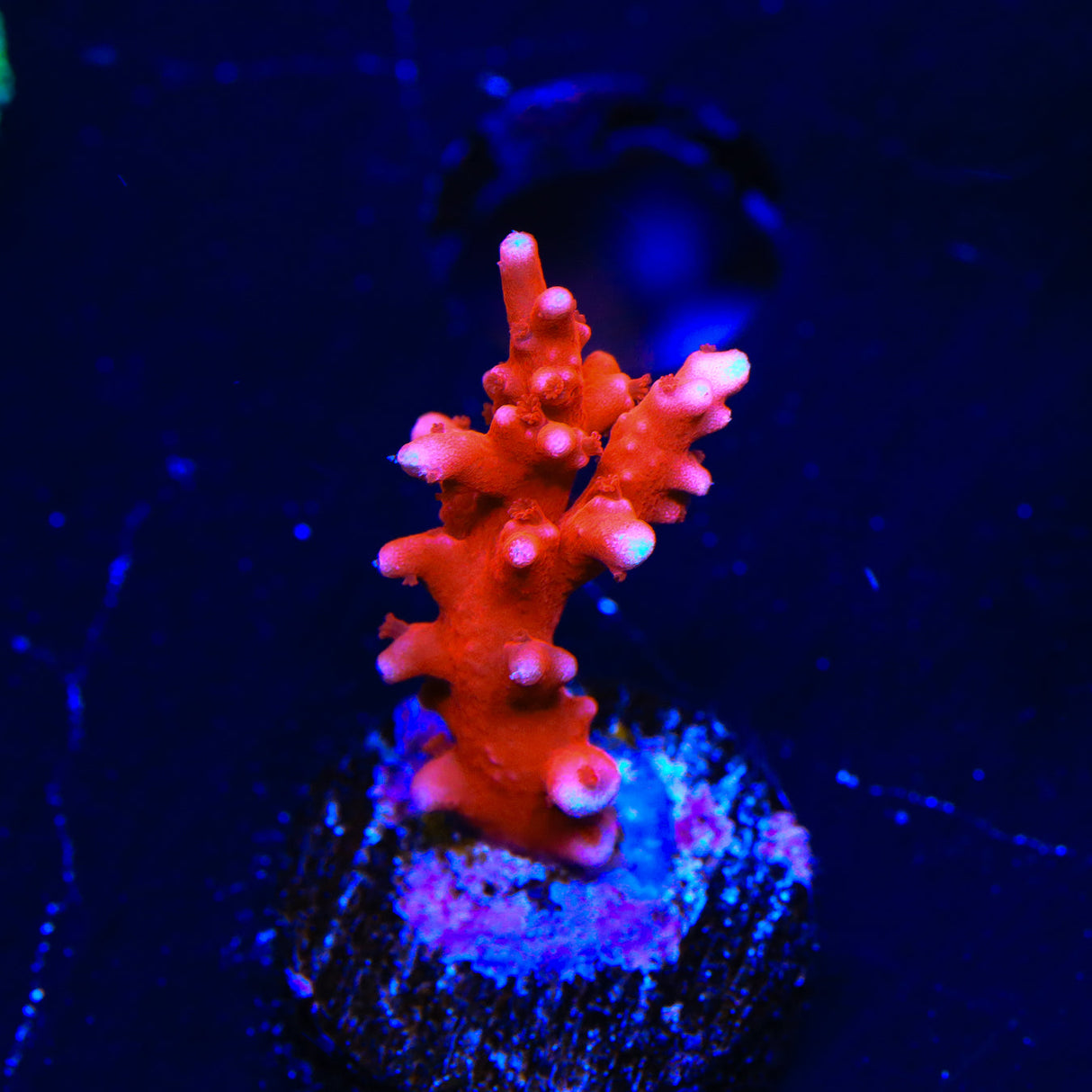 JF TNT Anacropora Coral - Top Shelf Aquatics