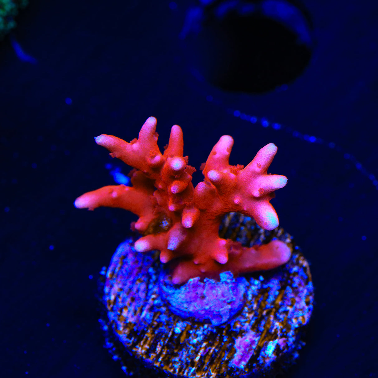 JF TNT Anacropora Coral - Top Shelf Aquatics