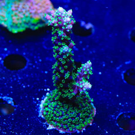 TSA Candlelight Acropora Coral