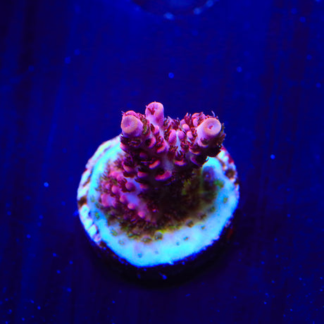 TSA Optimus Prime Acropora Coral