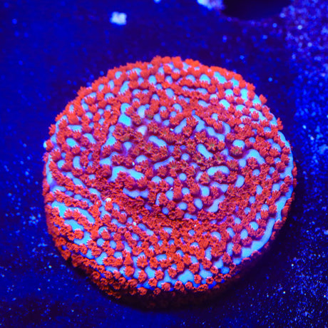 Superman Montipora Coral