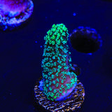 Green Stylophora Coral