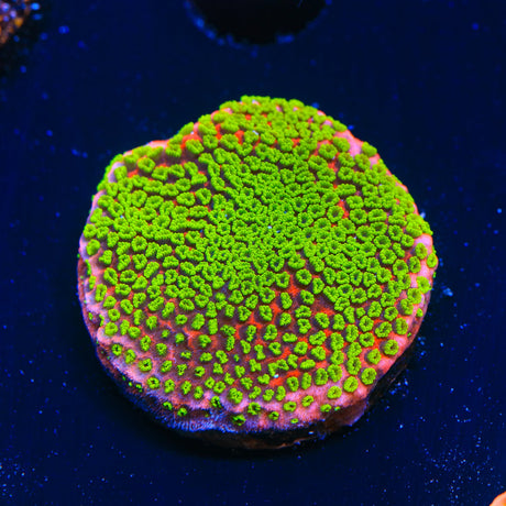 Sunset Montipora Coral