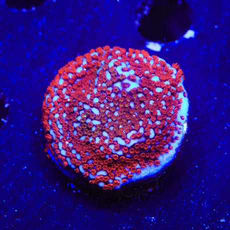 Superman Montipora Coral