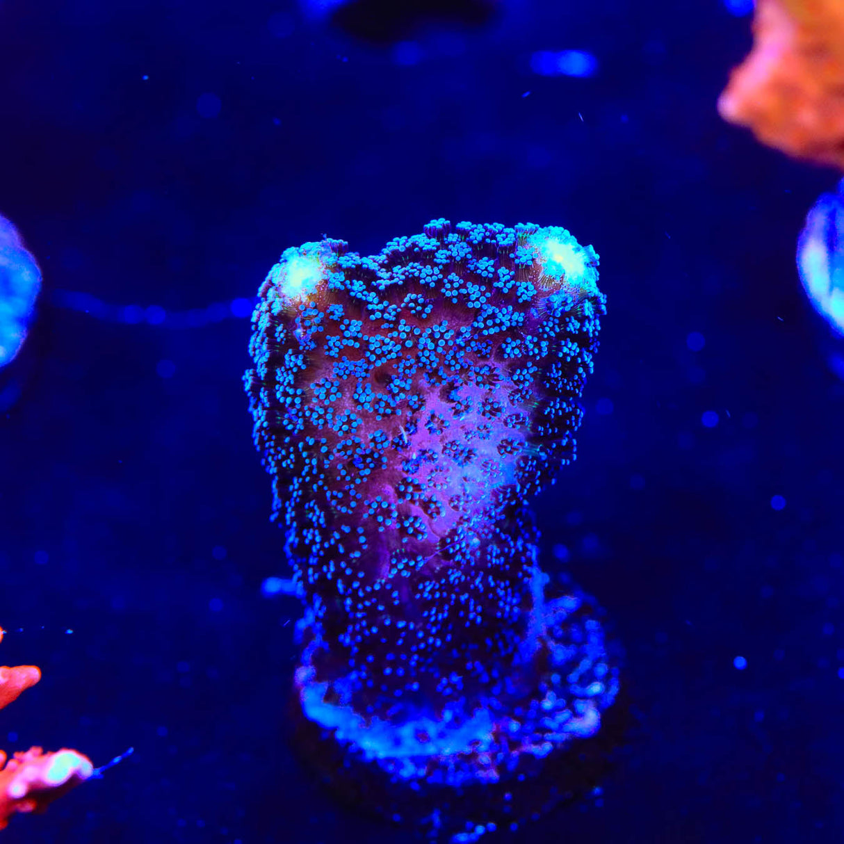 TSA Blueberry Stylophora Coral - Top Shelf Aquatics
