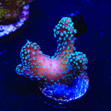 ORA Stellar Stylophora Coral