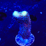 TSA Blueberry Stylophora Coral