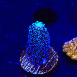 TSA Blueberry Stylophora Coral