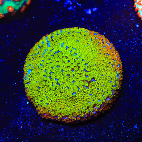 Rainbow Montipora Coral