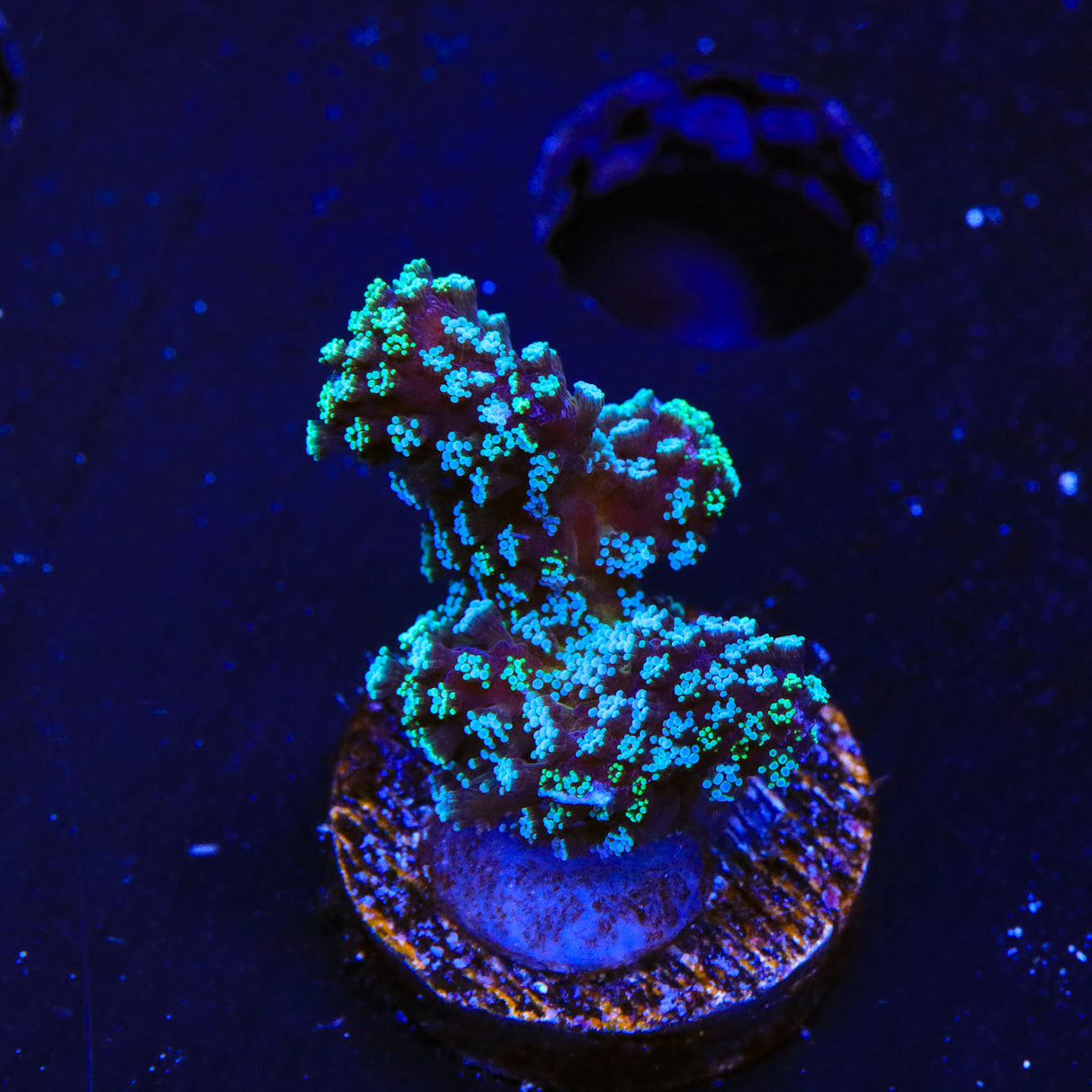 ORA Stellar Stylophora Coral - Top Shelf Aquatics