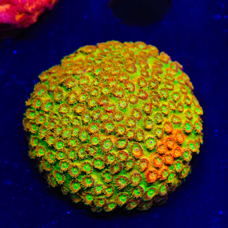 TSA Tropicana Twist Cyphastrea Coral