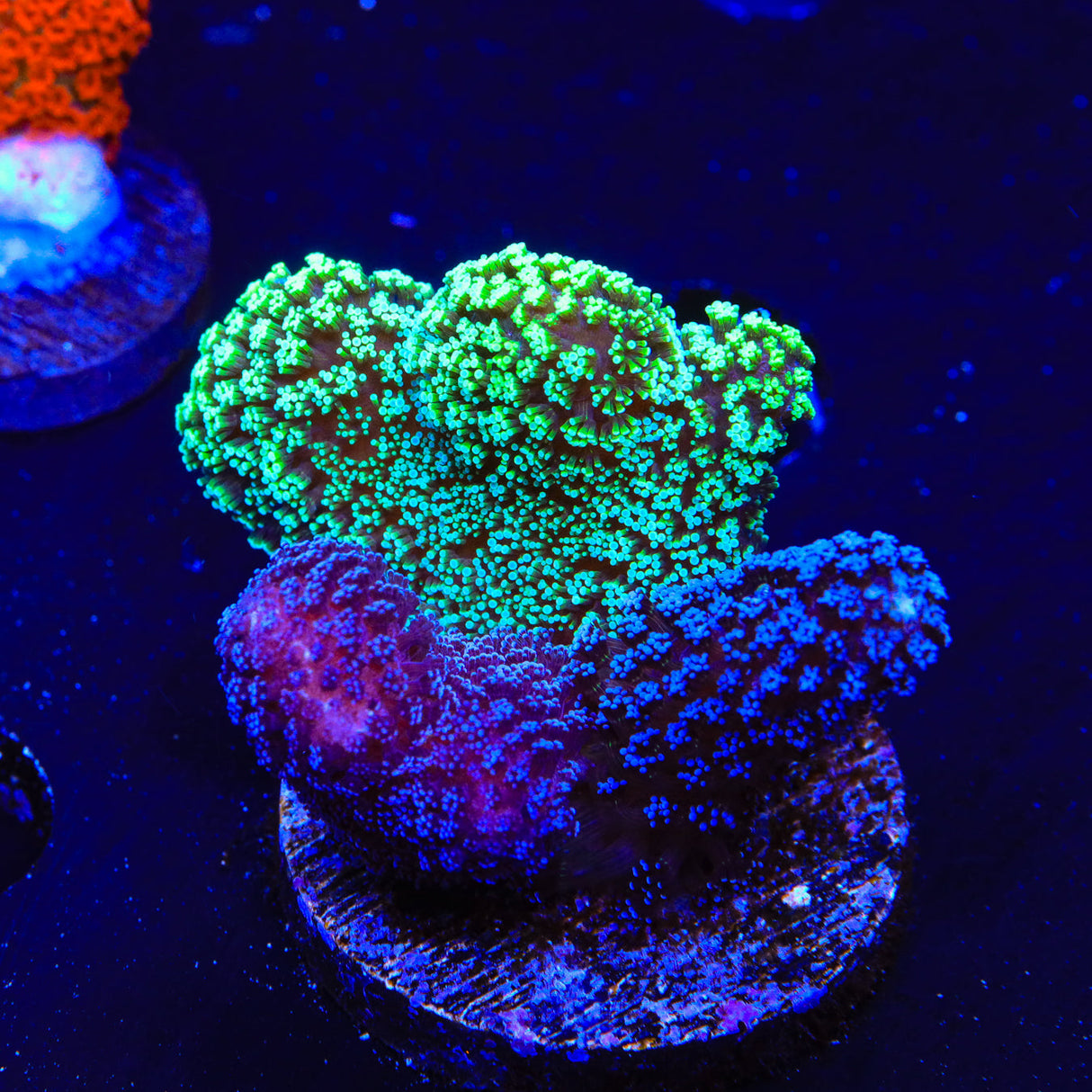 TSA Triple Threat Stylophora Coral – Top Shelf Aquatics