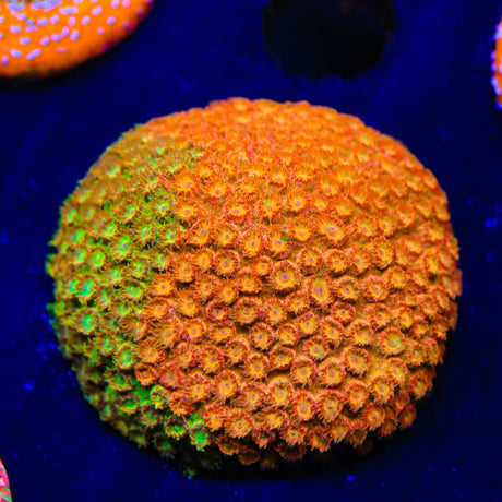 TSA Tropicana Twist Cyphastrea Coral