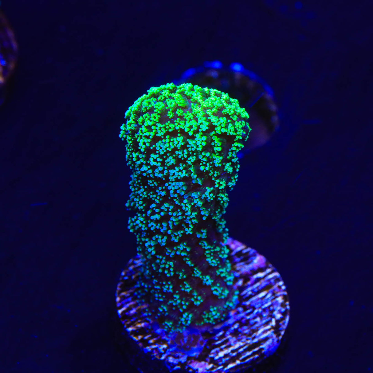 Green Stylophora Coral - Top Shelf Aquatics