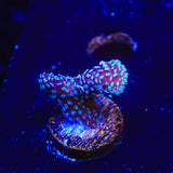 ORA Stellar Stylophora Coral