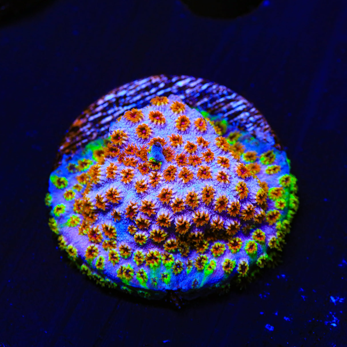 WWC Skittles Bomb Cyphastrea Coral