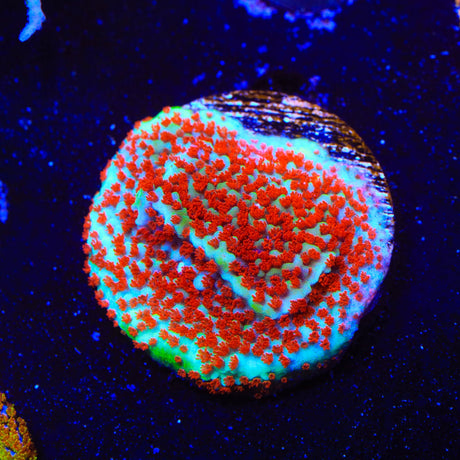 TSA Chilli Pepper Montipora Coral