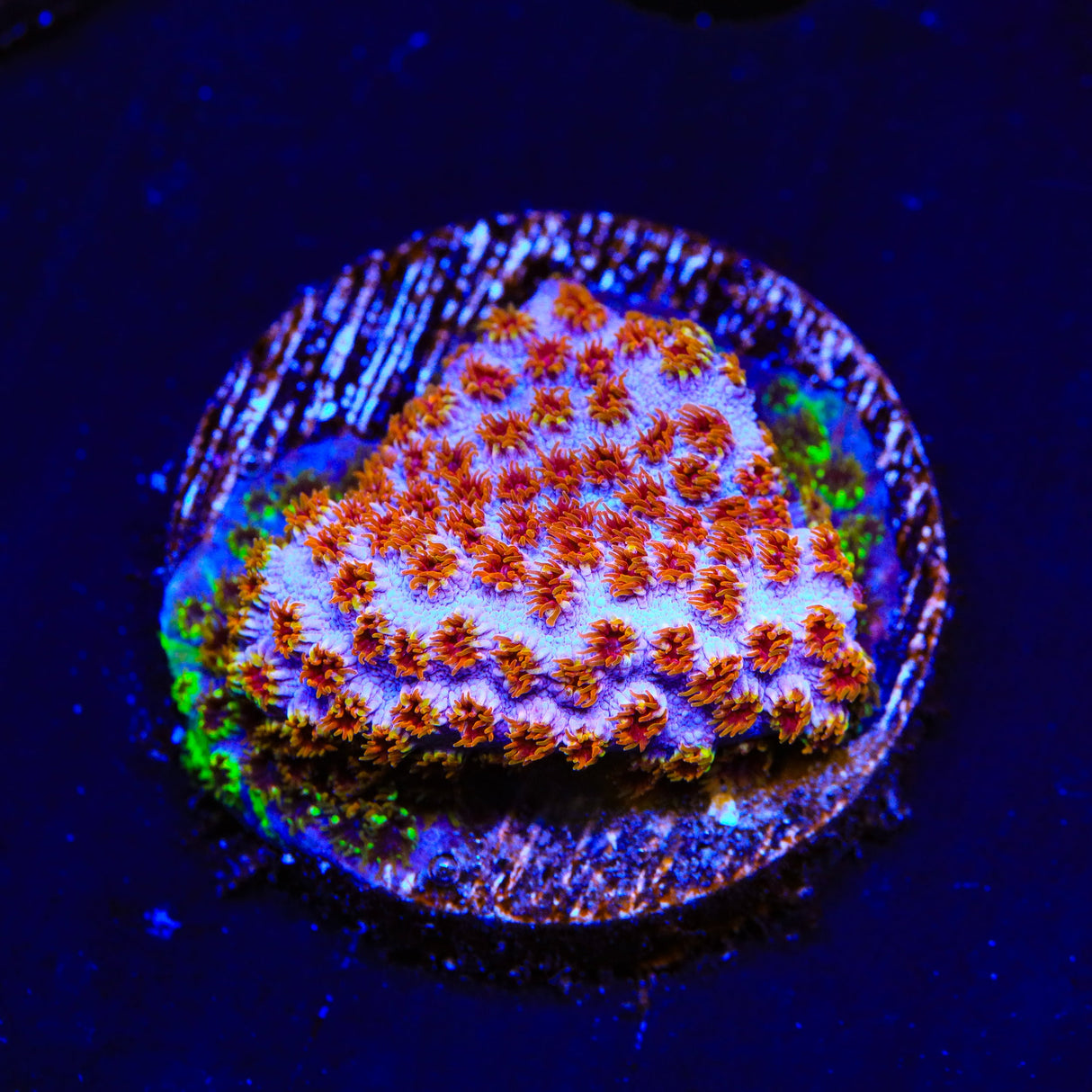 WWC Skittles Bomb Cyphastrea Coral