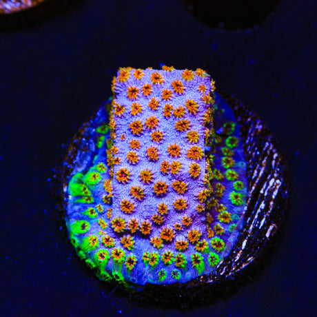 WWC Skittles Bomb Cyphastrea Coral