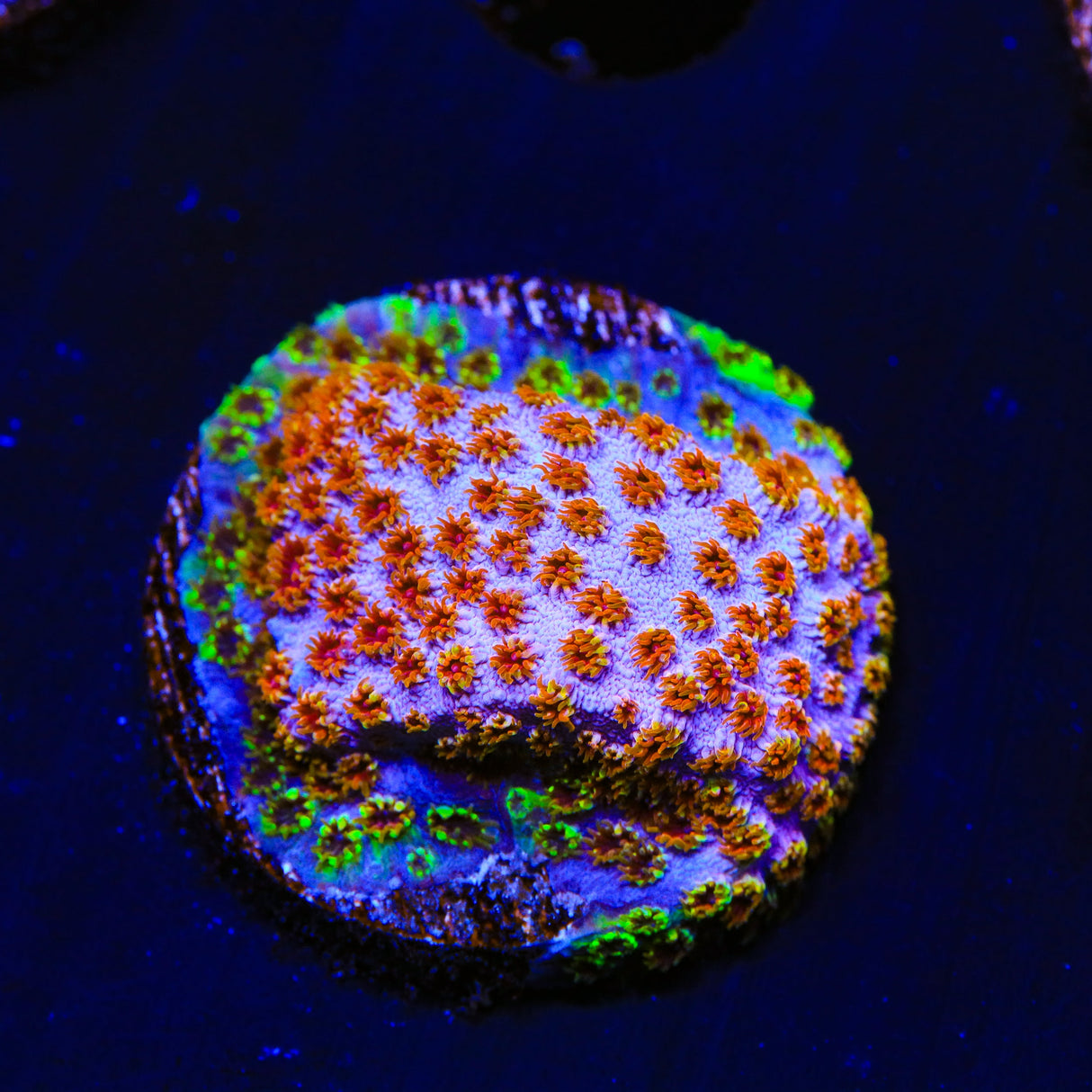 WWC Skittles Bomb Cyphastrea Coral