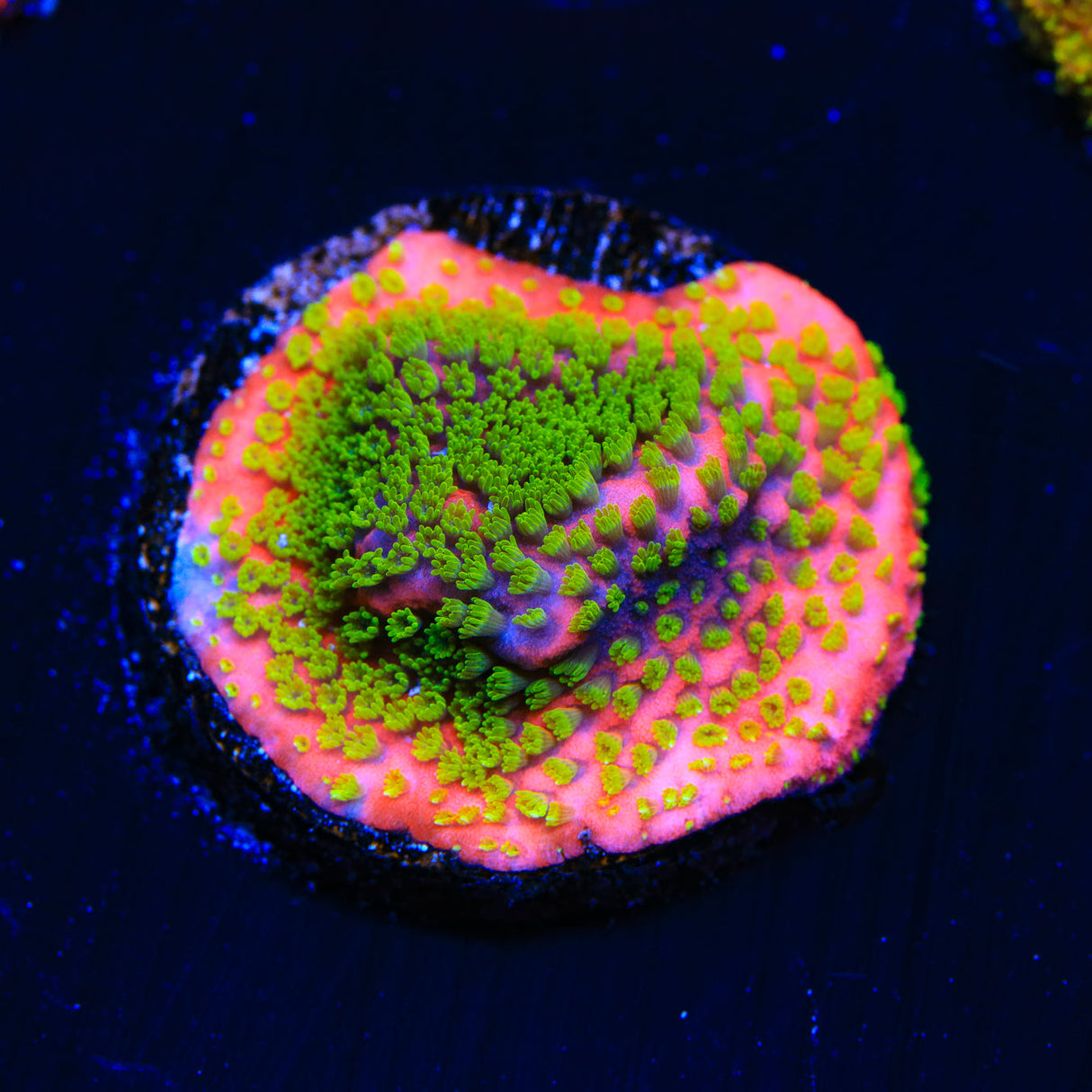 Sunset Montipora Coral - Top Shelf Aquatics