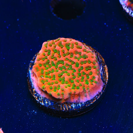 Aquamans Revenge Montipora Coral