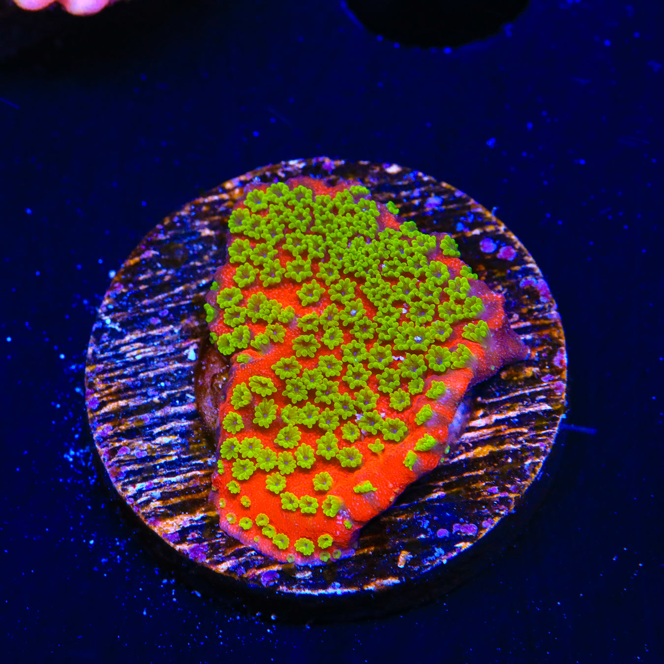 Sunset Montipora Coral