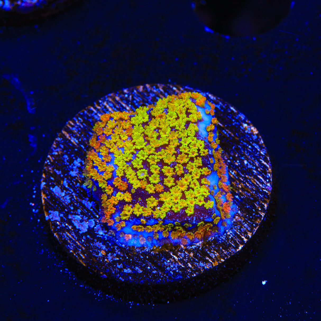 Rainbow Montipora Coral - Top Shelf Aquatics