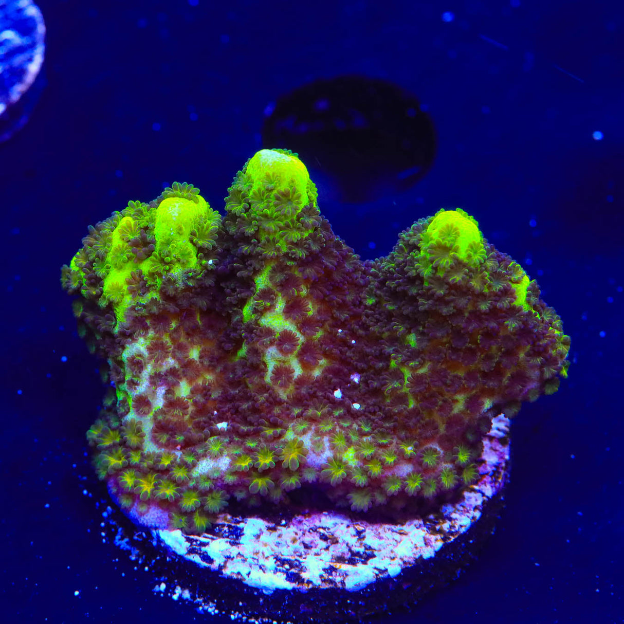 ORA Green Spongodes Montipora Coral
