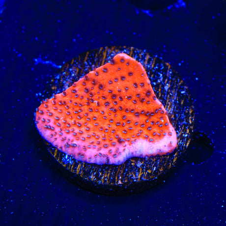 Mystic Sunset Montipora Coral