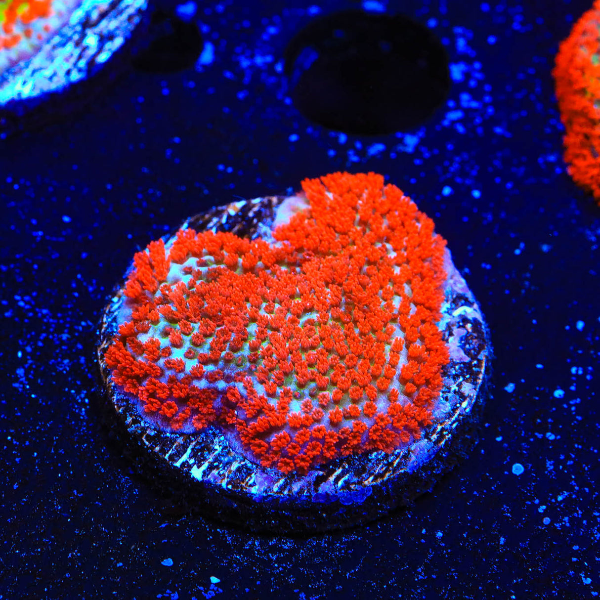 TSA Chilli Pepper Montipora Coral - Top Shelf Aquatics