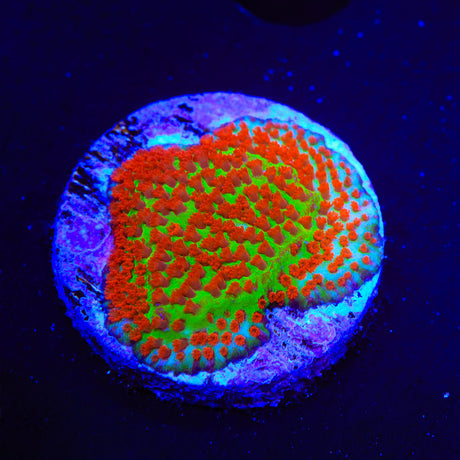 TSA Chilli Pepper Montipora Coral