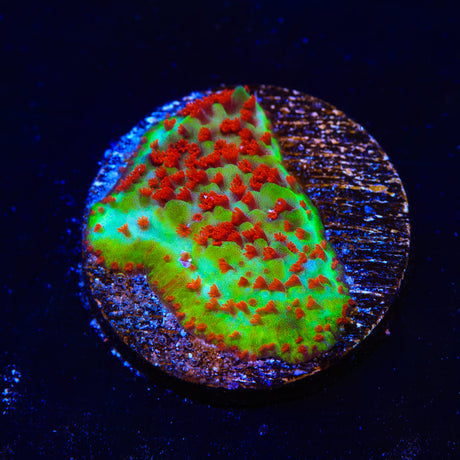 TSA Chilli Pepper Montipora Coral