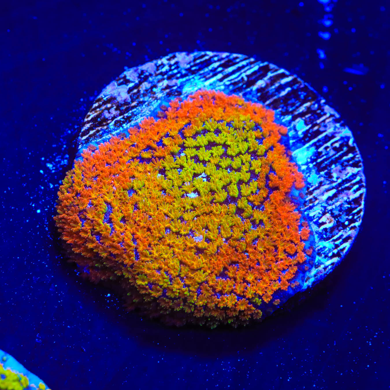 JF Fruity Pebbles Montipora Coral