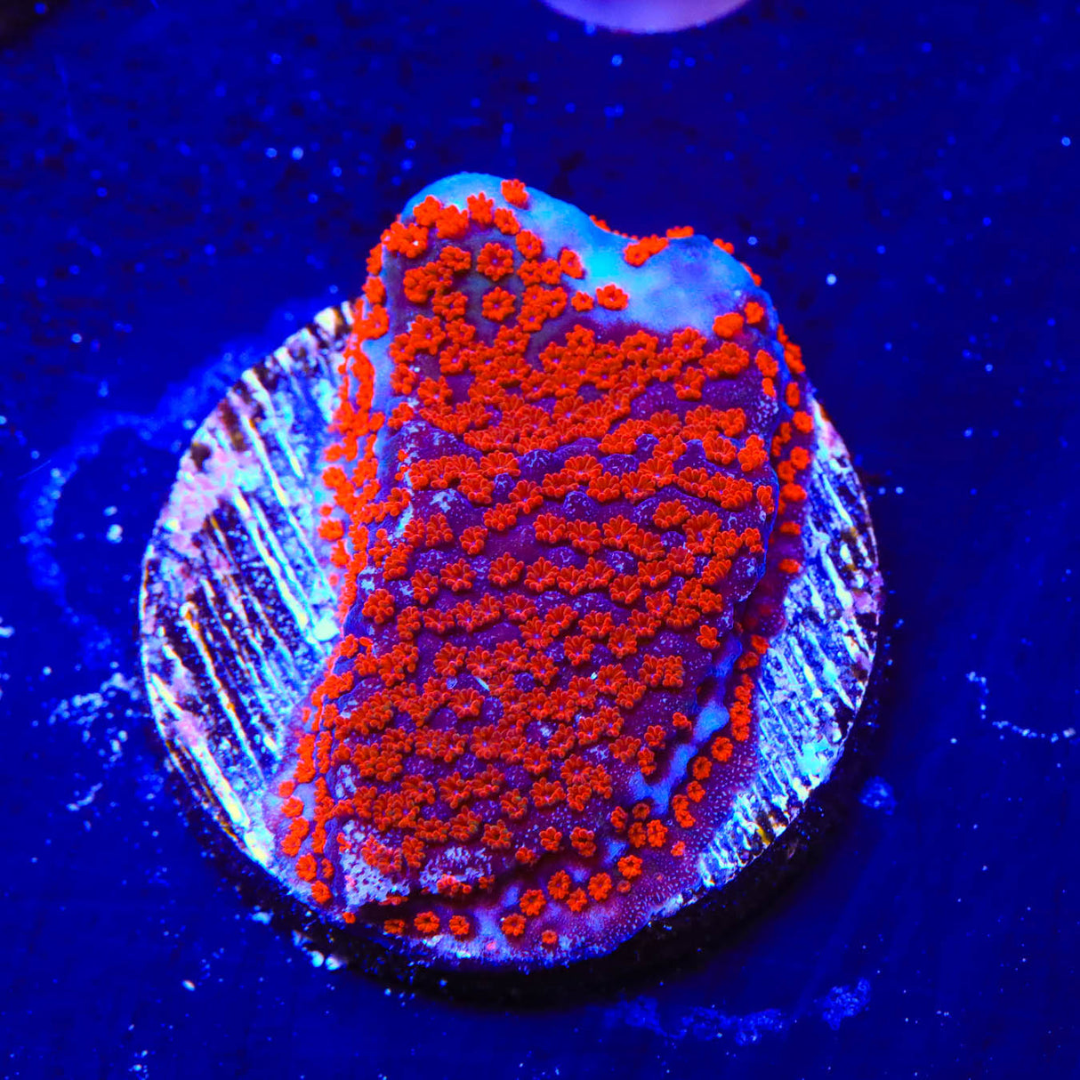 Superman Montipora Coral - Top Shelf Aquatics